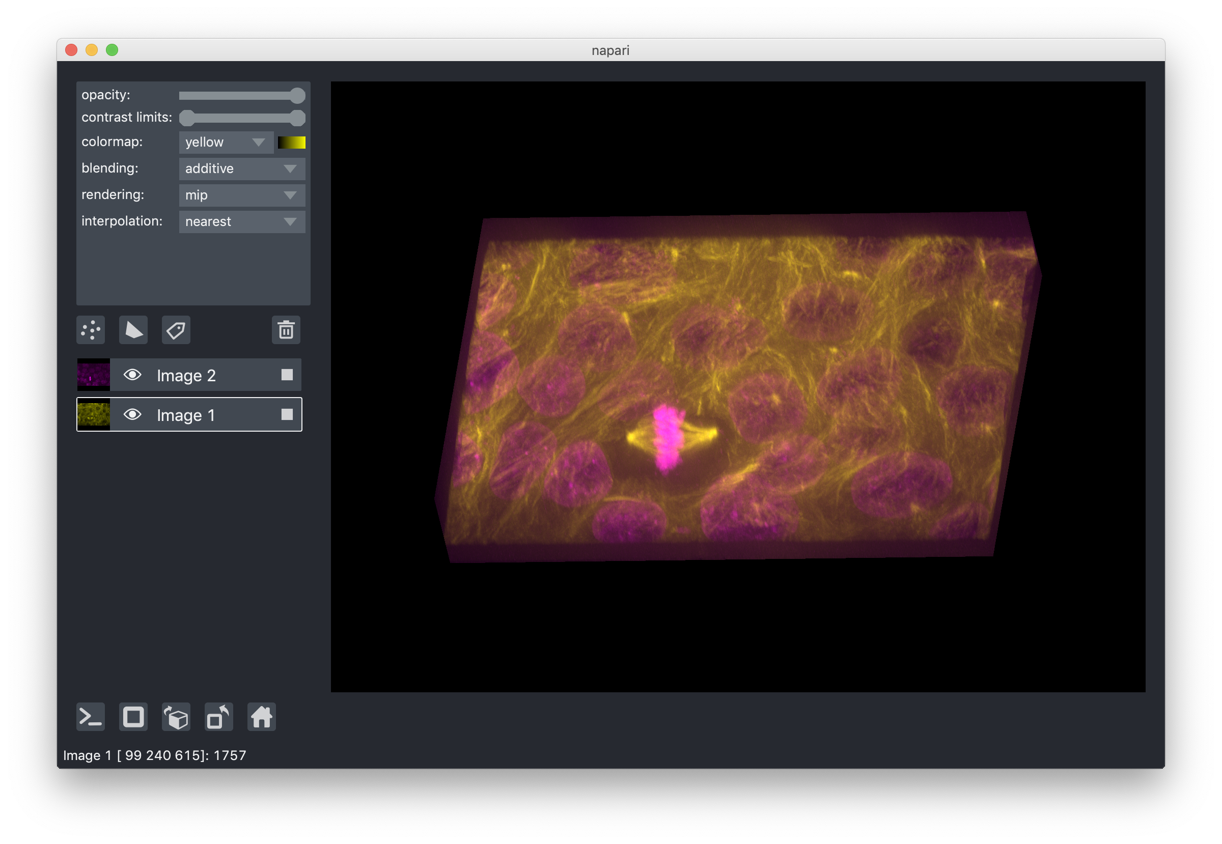 using the shapes layer — napari Images High Quality... Layers at a glance — napari