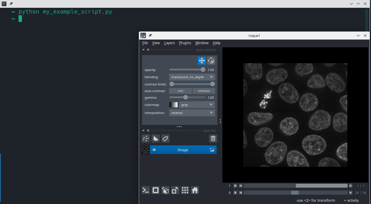 image: napari launched from a python script